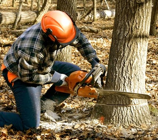 Tree Removal in Staples, TX